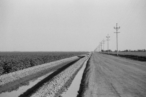 Fields (large view)