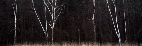 Birch%20Trees (thumbnail)