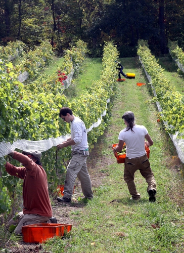 Harvest (large view)
