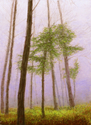 Surrounded By Mist Surrounded%20By%20Mist (thumbnail)