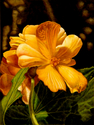 Glorious Golden Representational Colorful Flower Yellow Begonia (thumbnail)