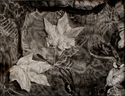 River%20Leaves (thumbnail)