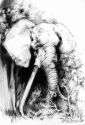 Old Knysna Bull Old%20Knysna%20Bull (thumbnail)