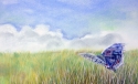 Summer breeze Summer%20breeze (thumbnail)