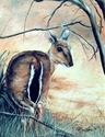 Bushbaby in bushfire Bushbaby%20in%20bushfire (thumbnail)