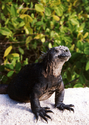 Marine Iguana, Santa Cruz Island