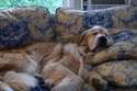 Photography--ColorPhoto of Dunkin for portrait