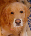 Photography-photo for portrait of Nugget