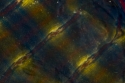 Saddle Blanket Saddle%20Blanket (thumbnail)