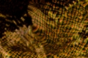 Shadows Shadows (thumbnail)