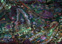Paisley Paisley (thumbnail)
