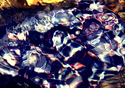 Winter Winter (thumbnail)