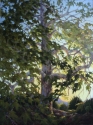 Morning%20Sycamore (thumbnail)
