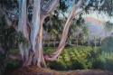 Eucalyptus%20by%20the%20barn (thumbnail)