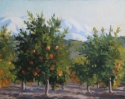 Winter%20mandarins (thumbnail)