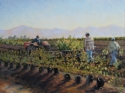 In%20the%20rows%20of%20blueberries (thumbnail)