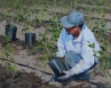 Planting%20blueberries (thumbnail)