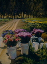 Flower%20buckets (thumbnail)