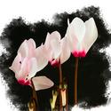 Cyclamen