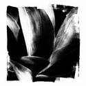 Maguey