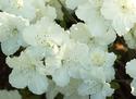 White Flowers