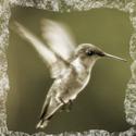 Hummingbird