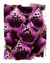 Foxgloves