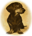 Dach
