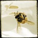 Sumi Bee