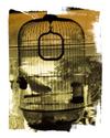 Dove In Cage