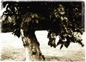 Oriental Tree
