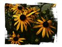 Black Eyed Susans