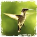 Hummingbird2