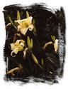 Yellow Flowers