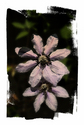 Pink Flowers