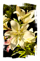 Yellow Flowers