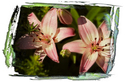 Pink Flowers
