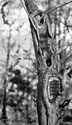 Hollow Tree