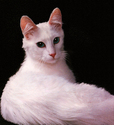 Ms. White