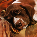 Sleeping Dog