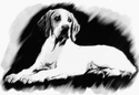 Virtual Sketch