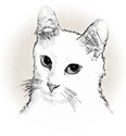 Sketch of White Cat