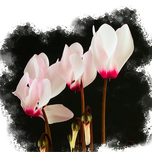 Photography-Color-Cyclamen