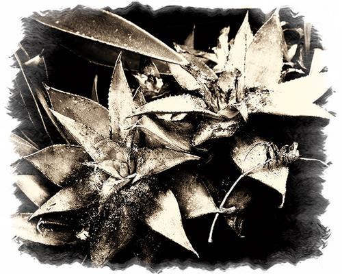 Photography-Black & White-Laguna Beach Maguey