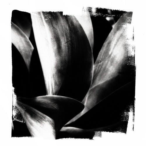 Photography-Black & White-Maguey