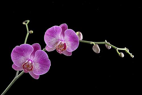 Photography-Color-Orchids