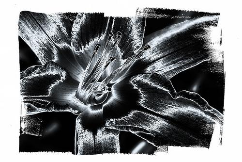 Photography-Black & White-Tiger Lily-Solarized