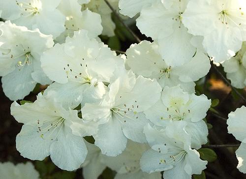 Photography-Color-White Flowers