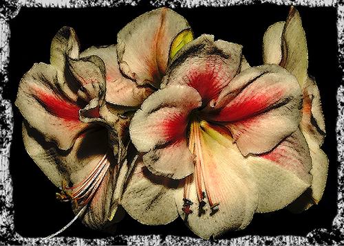 Photography-Color-Xochitl