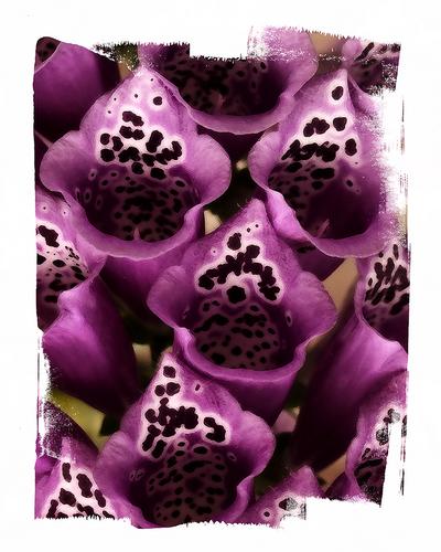 Photography-Color-Foxgloves